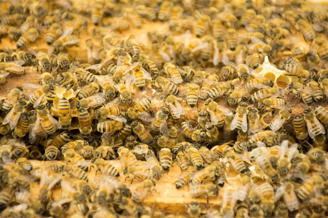 The Benefits of Propolis for Immune Health